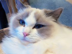 -momokira米努特·德文卷毛猫·棉花面纱犬
