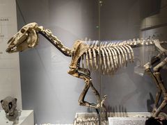 -国家自然博物馆