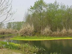 -桤木河湿地公园