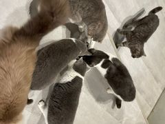 -猫儿山۰猫主题餐厅