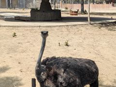 -石家庄市动物园