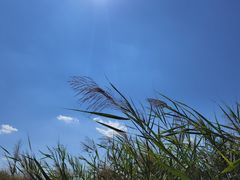 -西青郊野公园