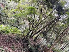-广州市流溪河国家森林公园