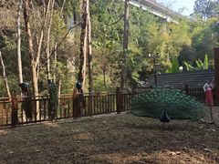 -西双版纳原始森林公园