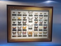 -上海昆虫博物馆