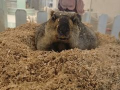 -怪兽屋·羊驼·猫咖·狗咖(俊华广场店)