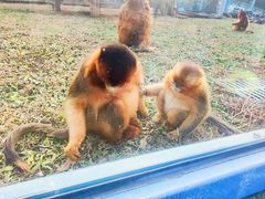 -大连森林动物园