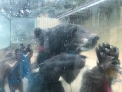 -东方熊牧场