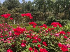 -大兴滨河森林公园