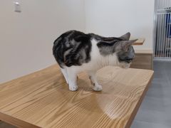 -有喵·猫咖·狗咖·30几只猫10只小狗(岗厦店)