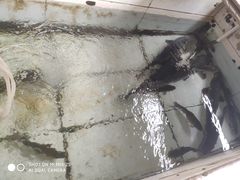 -金台阶鱼馆(于桥水库店)
