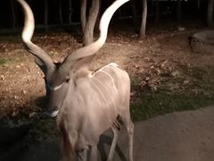 -清迈夜间动物园