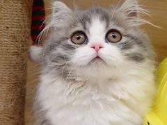 -momokira米努特·德文卷毛猫·棉花面纱犬