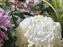 -杭州植物园