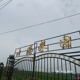 又到了采摘菜类的季节 为了食品安全 今年选择了小溪菜