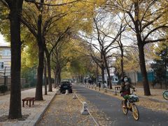 -三里屯东五街银杏大道