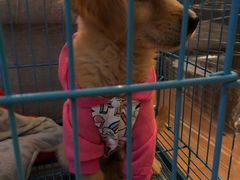 -翊宠yipet猫狗购宠庄园犬舍•猫舍