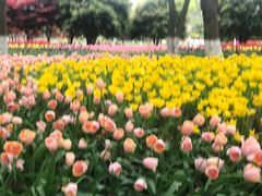 -上海鲜花港