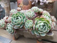 -金科花卉市场
