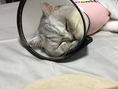 -喜多萌中农锦绣动物医院24H·猫科·牙科MRI·CT