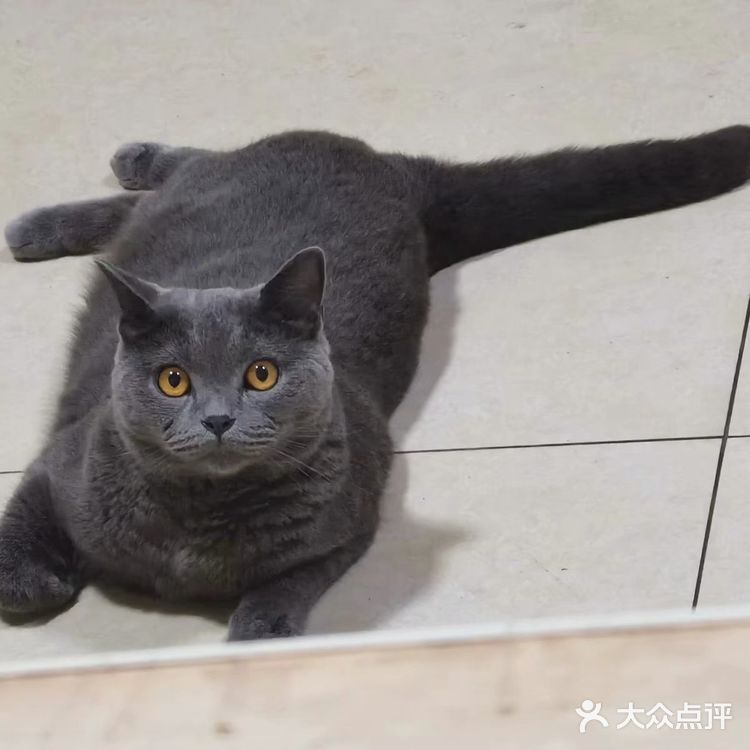 萌宠出道😷脱毛的肥肥