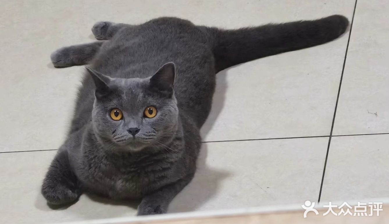 萌宠出道😷脱毛的肥肥