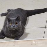 萌宠出道😷脱毛的肥肥