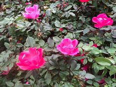 -人民公园(罗湖区)