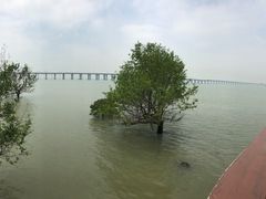 -宝安西湾红树林湿地公园