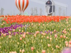 -荷兰花海