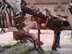 -陕西自然博物馆