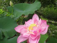 -莲花池公园