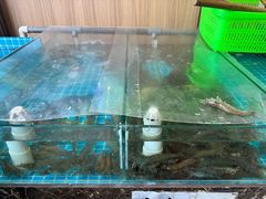 -渡海小渔村.老辈日照菜
