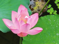 -荔湾湖公园
