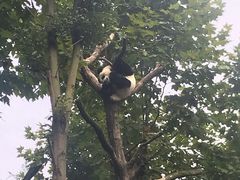 -都江堰中华大熊猫苑