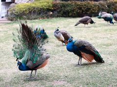 -J Create城市露营咖啡·简餐·宠物(上海动物园店)