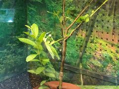 -上海大自然野生昆虫馆(东方明珠·爬宠昆虫探索中心)