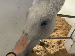 -松声马术俱乐部