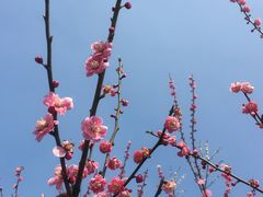 -香雪海