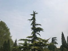 -黄村公园