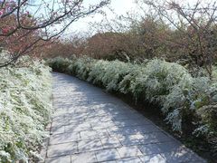 -香雪海