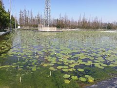 -上海长兴岛郊野公园