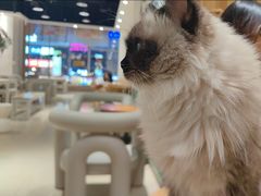 -藏猫猫咖啡主题馆(中央大道店)