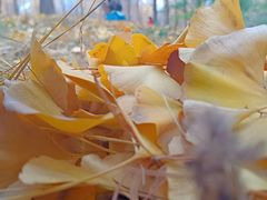 -森林公园(尖草坪区)