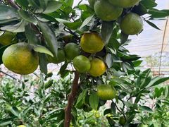 -前小桔亲子创意农场·草莓采摘·露营烧烤