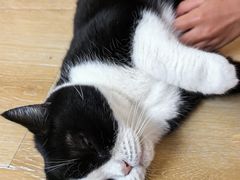 -猫咪派对(江南西店)