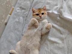 -lincat·猫舍(广州店)