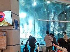 -帝企鹅自助餐厅•儿童岛•真企鹅(长隆企鹅酒店)