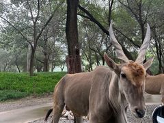 -北京野生动物园