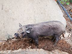 -清迈夜间动物园